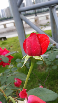 紅玫瑰