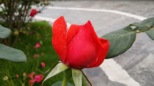 紅玫瑰
