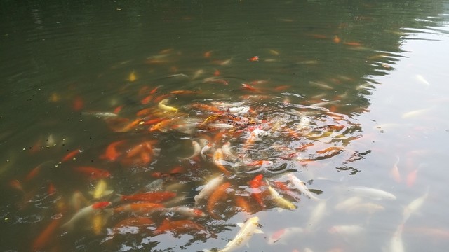 賞魚(yú)