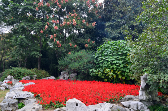 花圃
