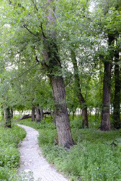 小路 樹林