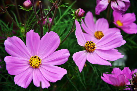 鮮花 小花