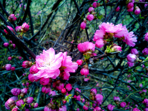 榆葉梅花 花枝 花蕾