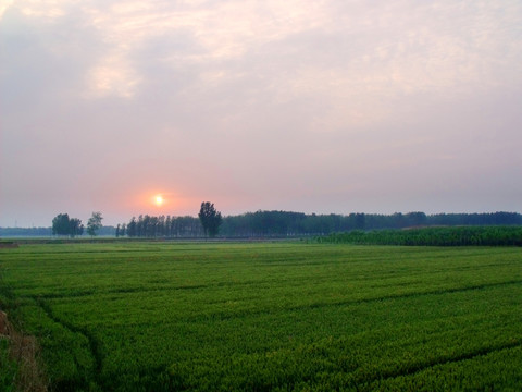 小麥田晚霞