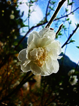 白色桃花