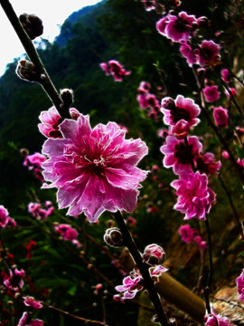 桃花林