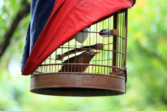 鳥籠