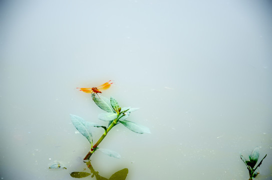 蜻蜓