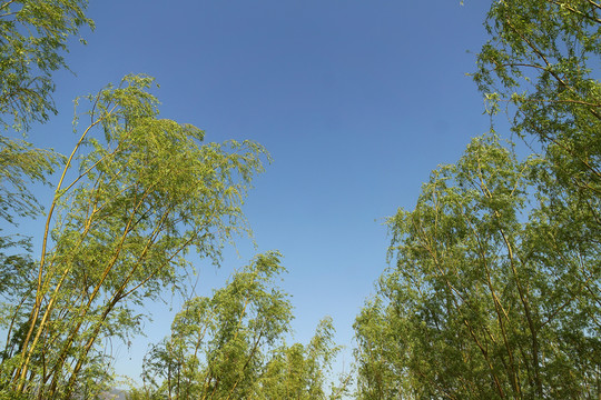 綠樹藍(lán)天