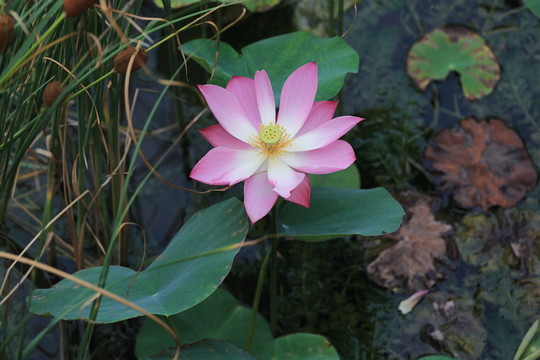 荷花