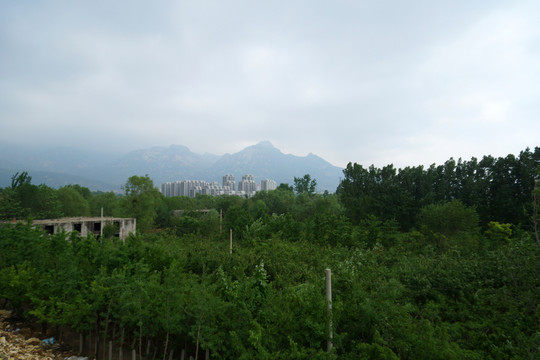 綠樹城市