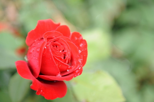 雨中玫瑰