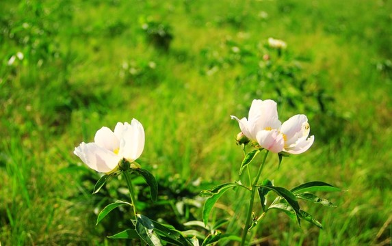 粉色芍藥花
