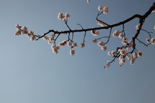 杏花