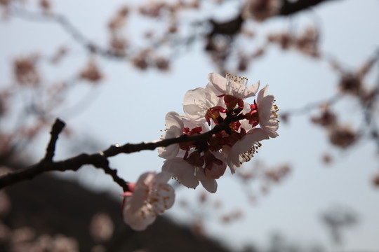 杏花