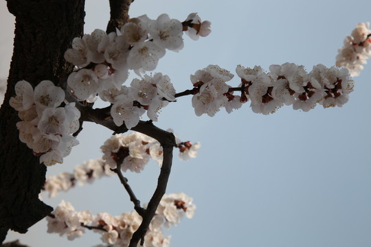 杏花