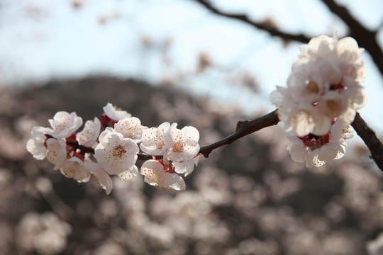 杏花
