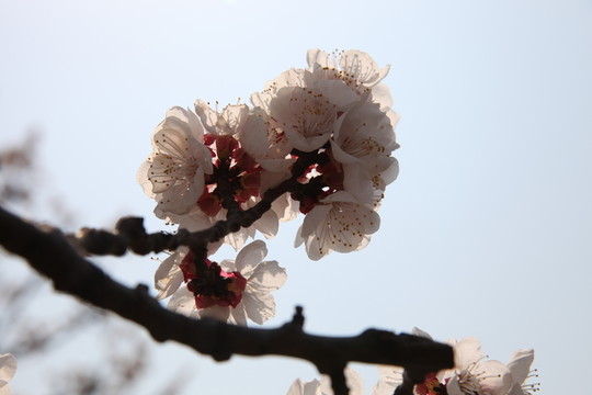 杏花