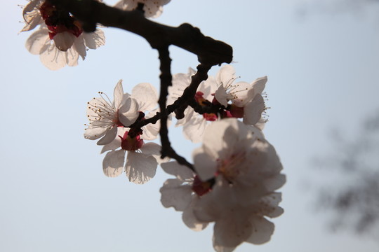 杏花