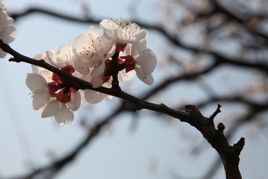 杏花