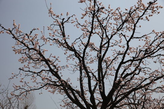 杏花