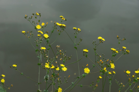 野菊花