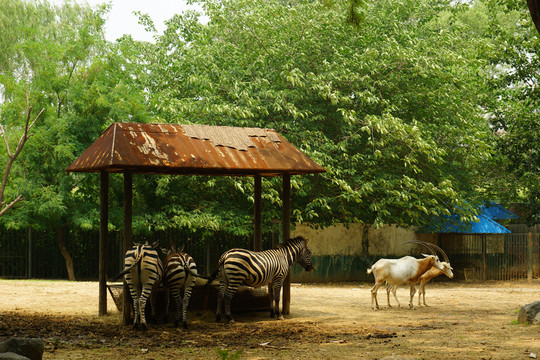 動物園 斑馬 羚羊