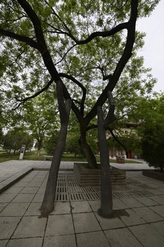西安小雁塔景區(qū)老樹(shù)