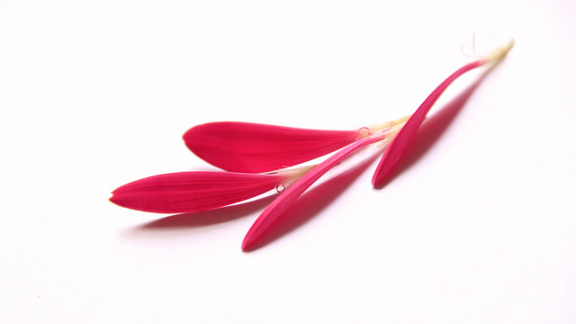 桃紅色花瓣