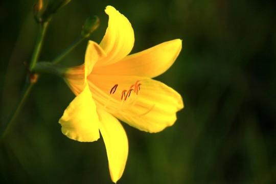 黃花菜 野百合