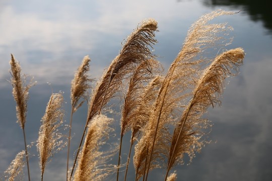 湖水岸邊蘆葦花