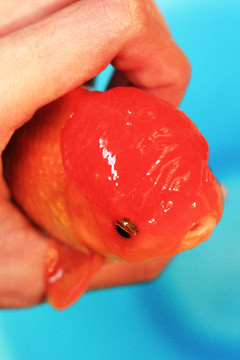 獅子頭金魚