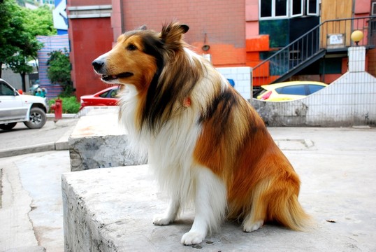 牧羊犬