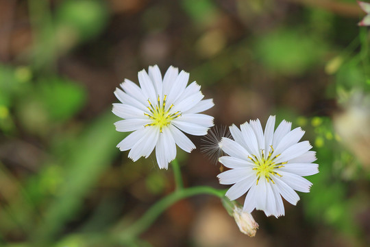 野菊花