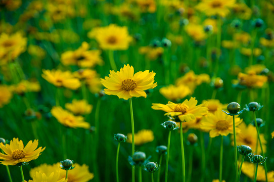 金雞菊