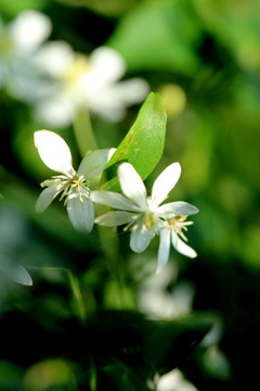 小花