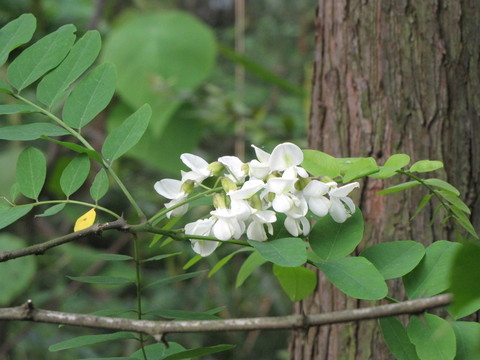 槐花