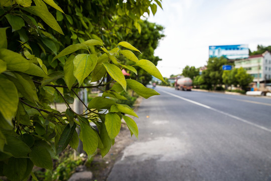 路邊的樹葉
