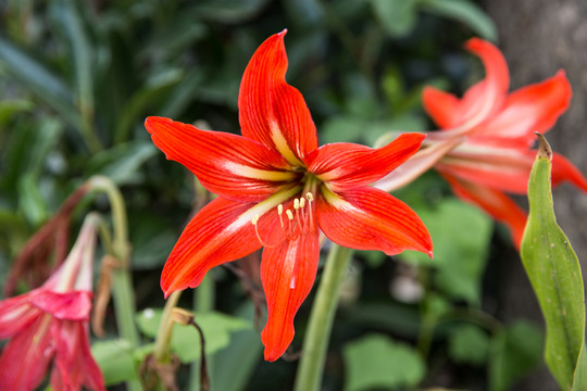 朱頂紅