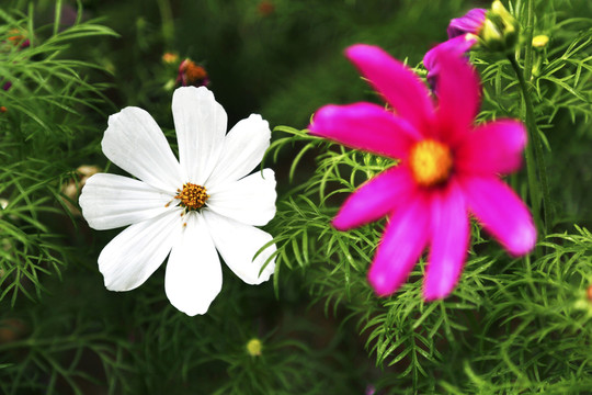 波斯菊