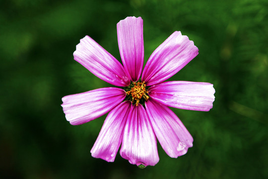 波斯菊