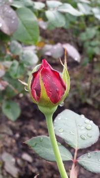 玫瑰花