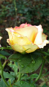 玫瑰花