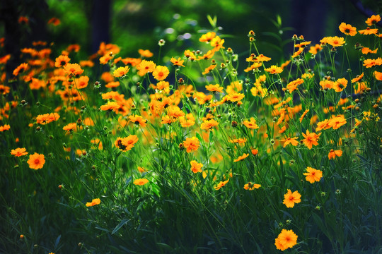 枝葉花草果實（高清）