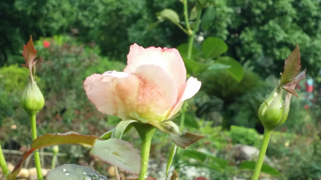 玫瑰花