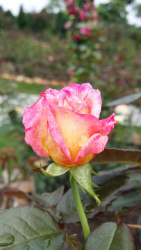 玫瑰花