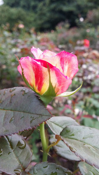 玫瑰花