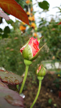 玫瑰花