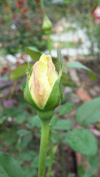 玫瑰花