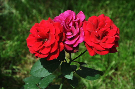 月季花